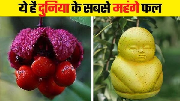 क्या आप जानते है दुनिया के सबसे महंगे फलों के बारे में, 1 किलो फल की कीमत होती है लाखो में, जानिए इन फलों के बारे में और इनकी विशेषता 