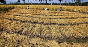 क्या है फसल बीमा कार्यक्रम