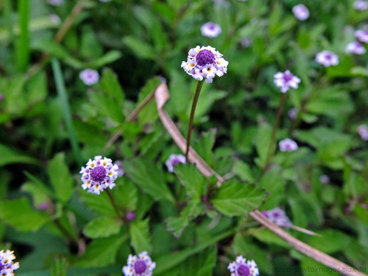  जल पीपल किसे कहते हैं?