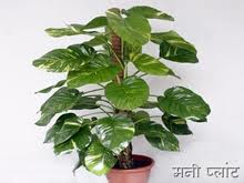 मनी प्लॉट पर फूल क्यों नहीं लगते?