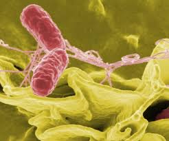 संक्रामक रोग