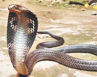 सांपों के पैर क्यों नहीं होते