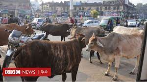 उत्तर प्रदेशः आवारा पशुओं का आतंक, तो क्या खुले जानवर चर जाएंगे वोट?