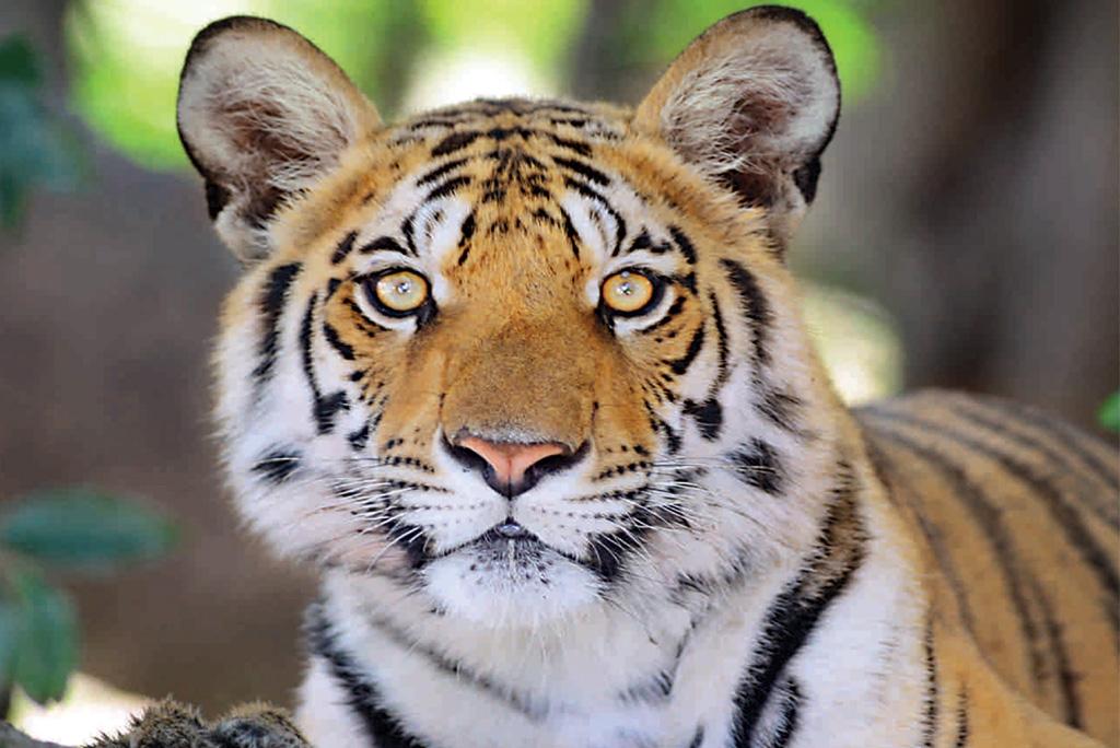 भारत में 2021 में 126 बाघों की हुई मौत, दशक में सबसे अधिक