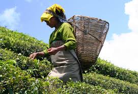 टेमी चाय