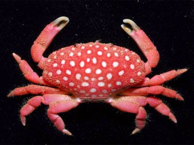 केकड़े की  नई प्रजाति