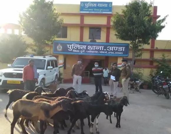 दुर्ग-कवर्धा से सैकड़ों बकरियां चुराने वाला खरगोश गिरोह पकड़ाया