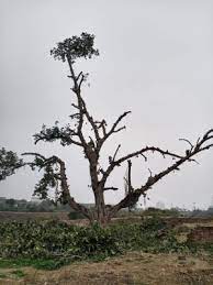 दिल्ली : लोग 120 साल पुराने बरगद को बचाने के लिए क्यों कर रहे 24 घंटे निगरानी?