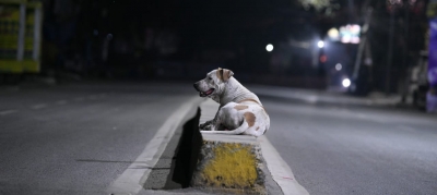 यूपी : आवारा कुत्तों ने महिला को बनाया निशाना, मौत