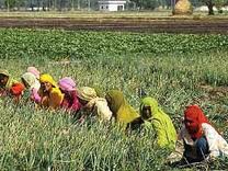  राष्ट्रीय कृषि विकास योजना