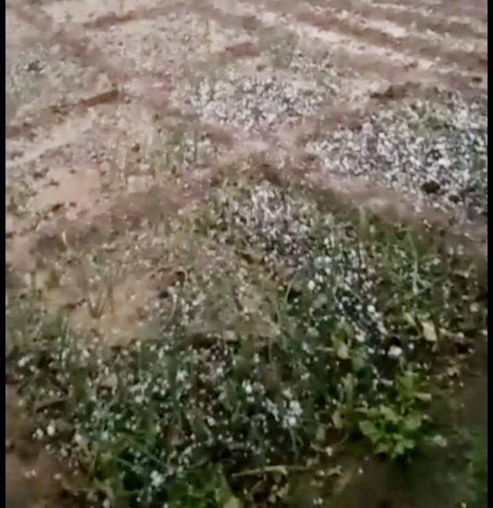 देखें VIDEO: मैनपाट में ओलावृष्टि, अंबिकापुर में रुक-रुक कर बारिश, फसलों को नुकसान