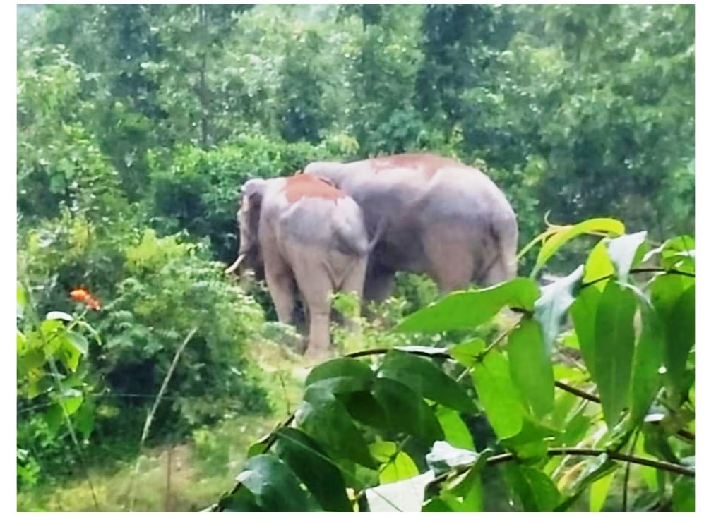 वन में बाजारवाद का पदार्पण क्या गुल खिलाएगा?