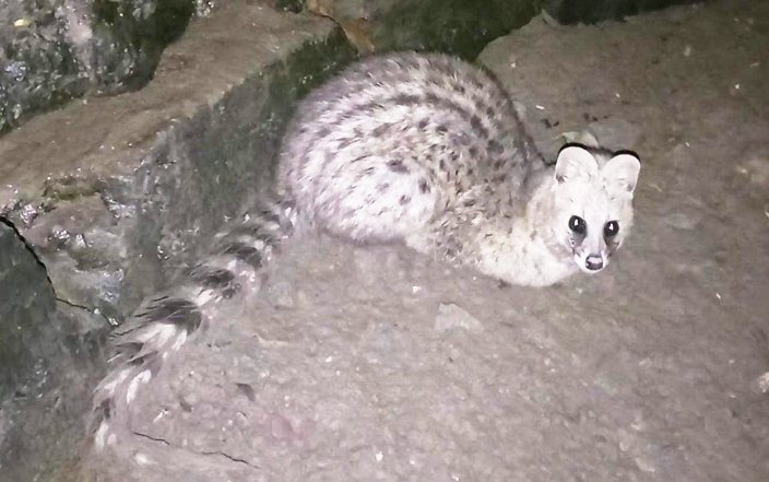  कुएं में गिरे दुर्लभ प्रजाति के कस्तूरी बिलाव को बाहर,