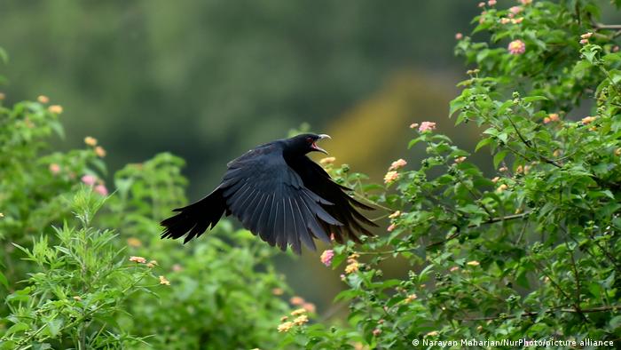 बढ़ती गर्मी के कारण इस तरह गायब हो जाएगी कोयल