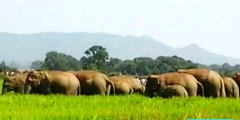 हाथियों को पाल कर रखे अफसरों को एटीआर में अचानक पहुंचे जंगली हाथियों का खौफ