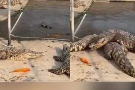 क्या मगरमच्छ भी हो गए शुद्ध शाकाहारी? मुंह पर छटक रही मछली को छोड़ पानी में चले गए वापस