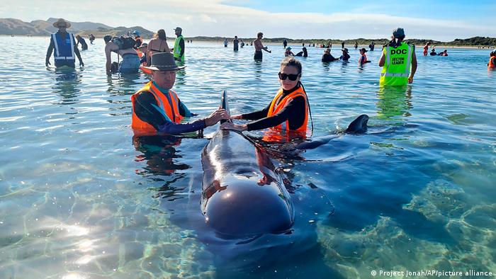 न्यूजीलैंड के 'डेथ ट्रैप' में फिर फंसी व्हेलें