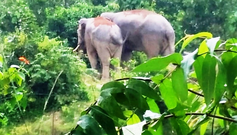 हाथी ने महुआ बीनने गई महिला को पटका- मौत, 5 दिन पहले भी बच्ची की गई थी जान