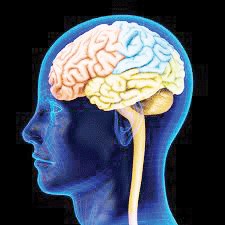 हमारे मस्तिष्क का  कितना प्रतिशत भाग इस्तेमाल होता है?