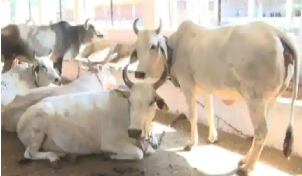  छत्तीसगढ़ की तरह अब मध्य प्रदेश में भी गोबर खरीदेगी शिवराज सरकार, जल्द शुरू होगा गोबर-धन प्रोजेक्ट