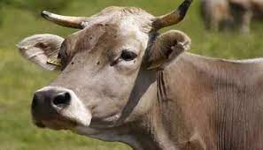 महाराष्ट्र: मुंबई में नाले में फंसी गाय, बाहर निकालने की कोशिश जारी