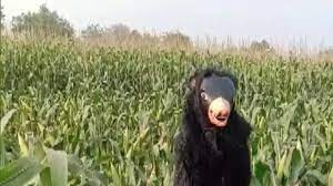 खेत की रखवाली के लिए किसान ने 'भालू' को रखा नौकरी पर, 500 रुपये देता है दिहाड़ी !