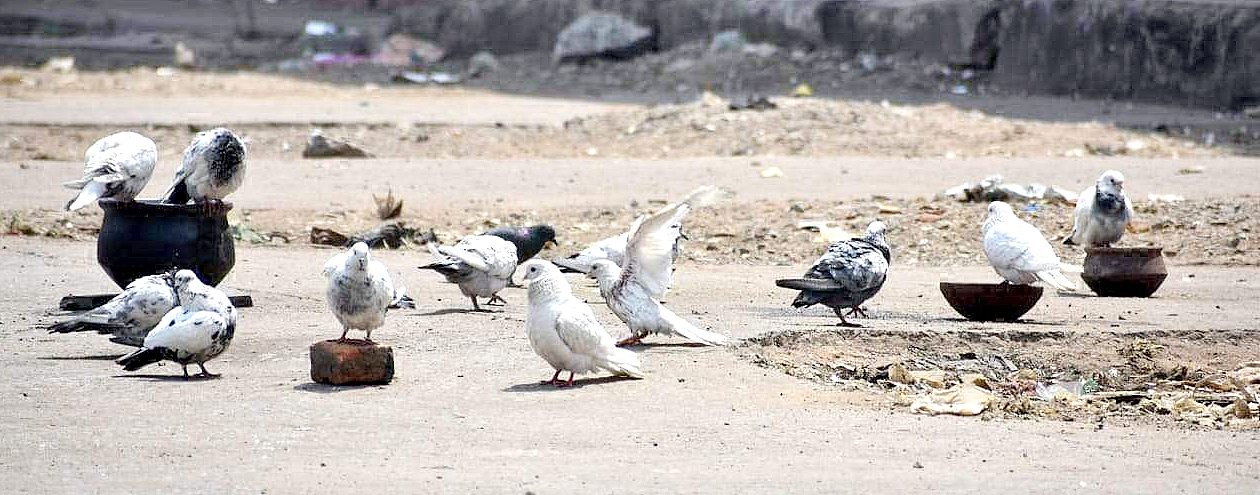 पानी का मोल इन बेजुबानों से सीखे