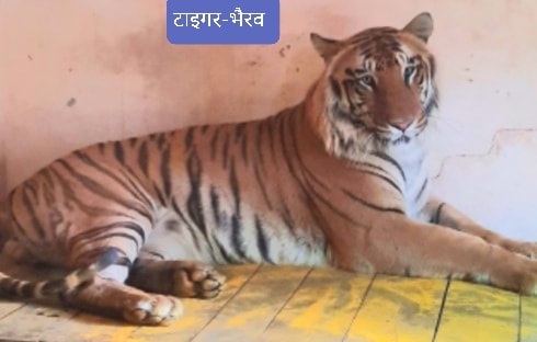 वन्यजीवों की मौत पर बहानों का इत्र ना सींचें अफसर