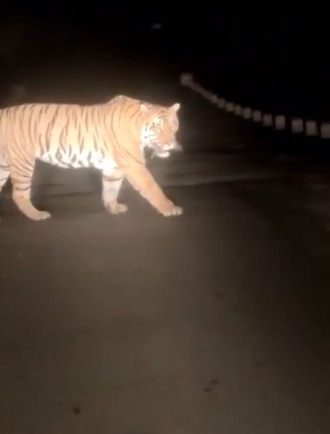 देखें VIDEO :  उदंती-सीतानदी टाइगर रिजर्व में वन विभाग के बाघ न होने का दावे के बीच दिखा