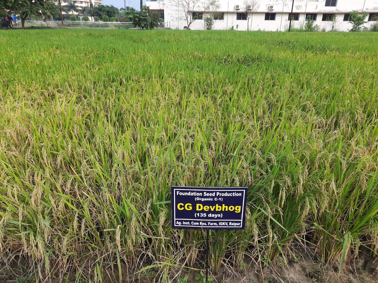 अयोध्या में रामलला को चढ़ेगा ननिहाल का देवभोग