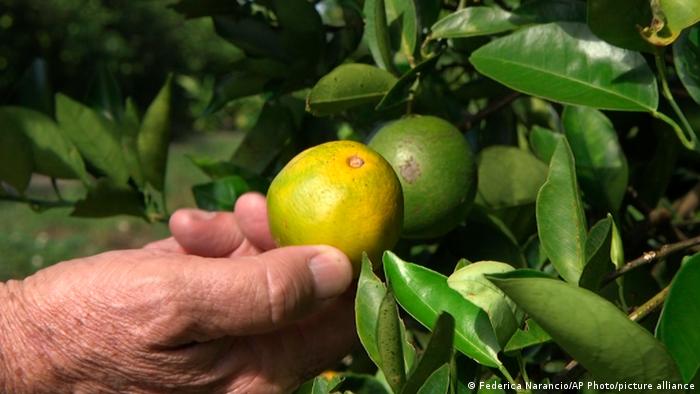 नींबू के दाम ने खट्टे किए दांत, चोरी के कारण पहरेदारी की नौबत