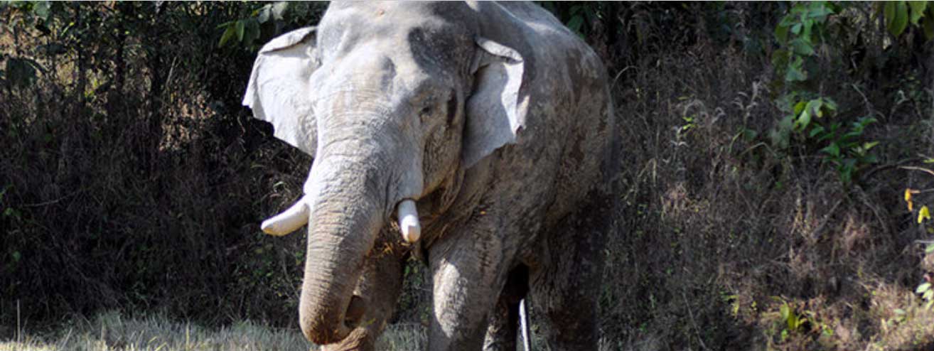 महुआ बीनने के मौसम में छत्तीसगढ़ से मध्य प्रदेश के जंगल में आ गए हाथी, इंसानों के साथ द्वंद रोकना बड़ी चुनौती