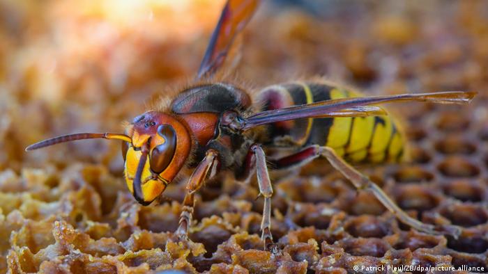 खत्म हो रहे हैं कीट, इंसान से लेकर परिदों तक पर आएगी आफत