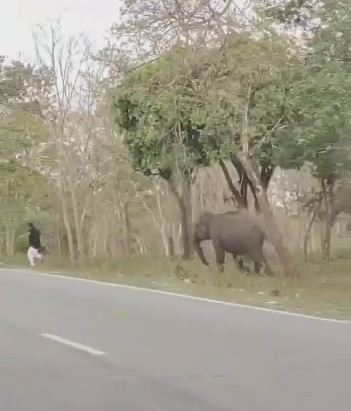 देखें VIDEO :   हाथी ने एक व्यक्ति को दौड़ाया, वीडियो वायरल