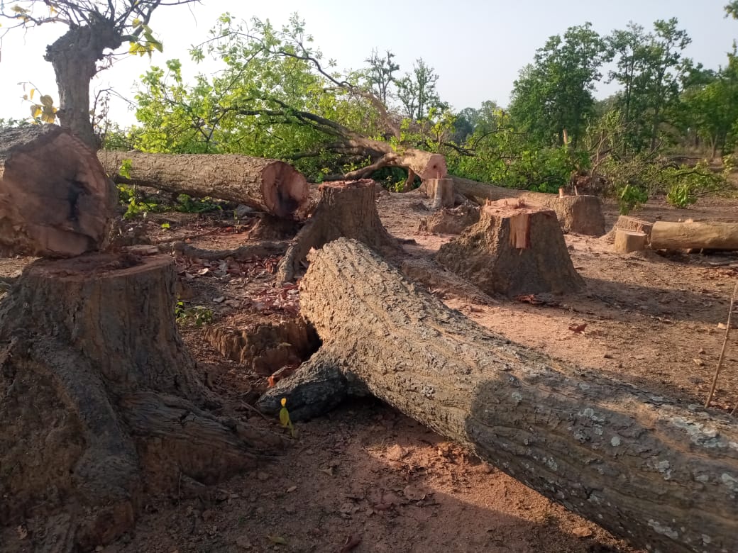 अदानी का आगमन, जंगल की बिदाई