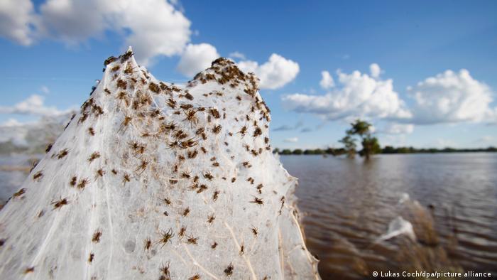सेक्स करते ही जान बचाने को उछलकर भागता है मकड़ा