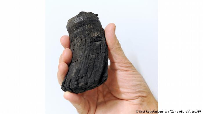 करोड़ों साल पुराने विशाल समुद्री शिकारी के दांत क्या कहते हैं?