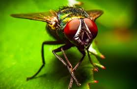 हम जिसे पसंद करते हैं, उसे पाना क्यों चाहते हैं, मक्खियों के दिमाग से खुला राज