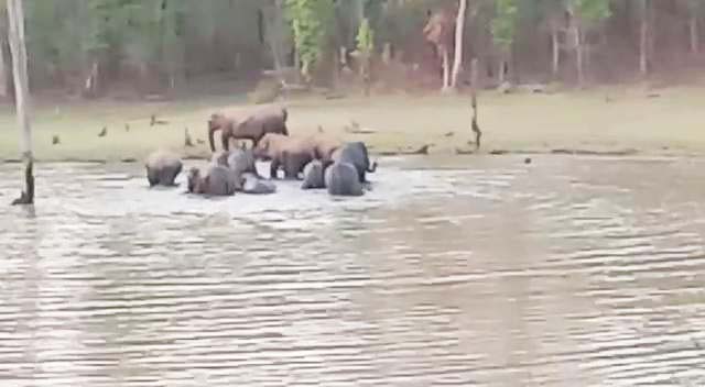 धमतरी में 55 हाथियों का 2 दल, गले में नहीं बांधा रेडियो कॉलर, लोकेशन ढूंढने में परेशानी