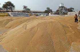 मध्य प्रदेश: सरकार की बजाय निजी व्यापारी को गेहूं बेच रहे हैं किसान