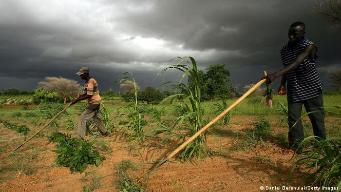 युद्ध और जलवायु संकट से गुजर रही दुनिया का पेट भर सकता है यह मोटा अनाज