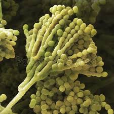 पेनिसिलयम