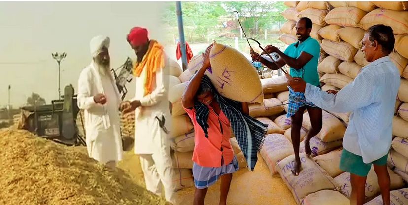 गेहूं बना सिरदर्द