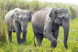 उत्तराखंड के जंगलों में हाथी की लीद में मिले प्लास्टिक के अंश, बड़े खतरे के संकेत