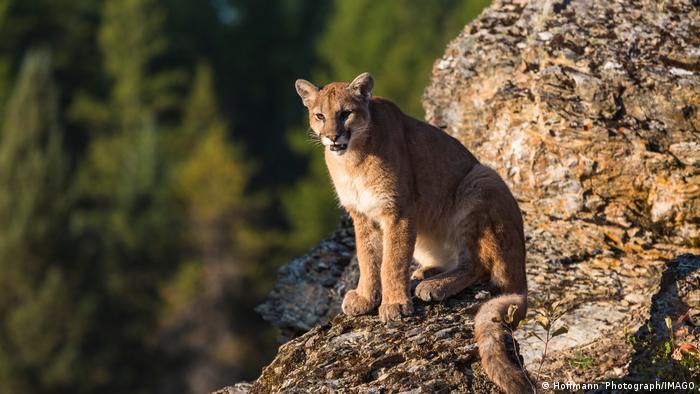 मालकिन को बचाने के लिए शेर से भिड़ गई कुतिया