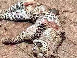 बहराइच में तेंदुए की भूख-प्यास और गर्मी से मौत होने की आशंका