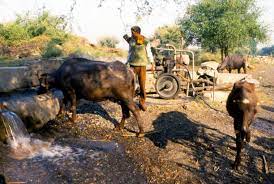 भारत में फैल रहा बफेलोपॉक्स, विशेषज्ञों की चेतावनी पर ध्यान देने की जरूरत