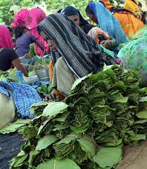 छत्तीसगढ़ में तेंदूपत्ता खुद बेचना चाहते है आदिवासी, सरकार को है ऐतराज