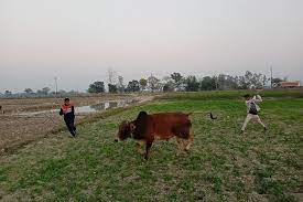 छुट्टा मवेशियों से तंग आकर मध्य प्रदेश में खेती छोड़ रहे हैं किसान