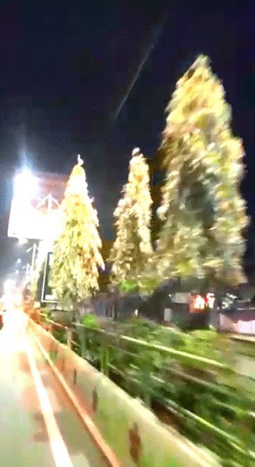 गौरव पथ के अशोक पेड़ सूखे, निगम ने नहीं ली सुध